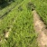 小龙柏