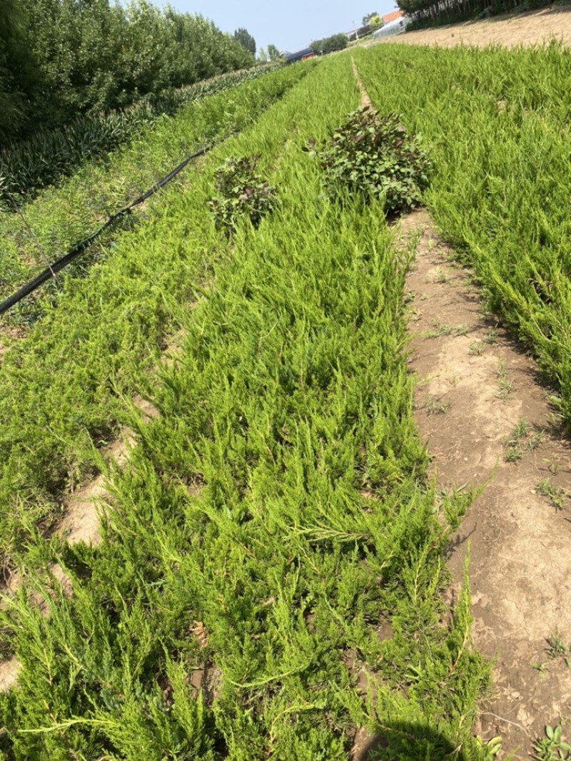 小龙柏