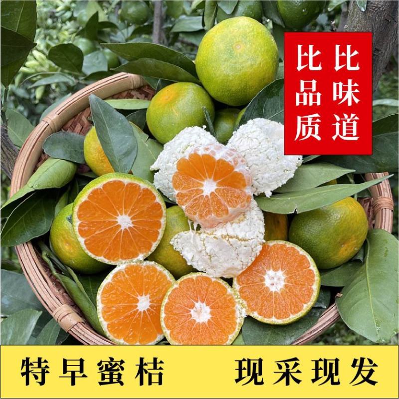 湖北优选柑桔.精品叶橘特早蜜橘一手货源现采现发诚信经营