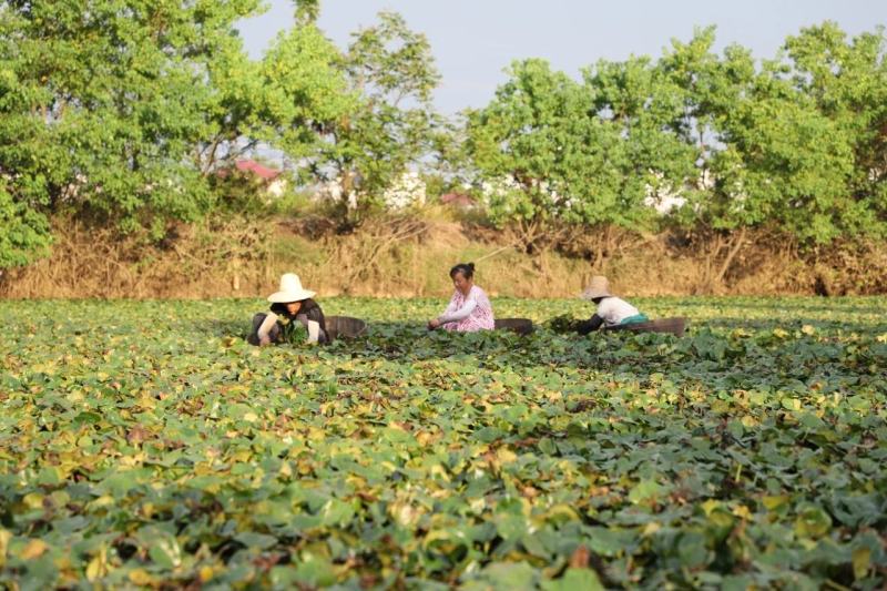 广东鲜菱角莲角粉糯清甜新老菱角大量现货供应