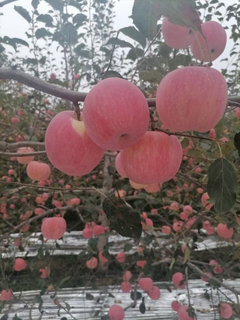 陕西乾县短枝富士，个大，色好，脆，甜，