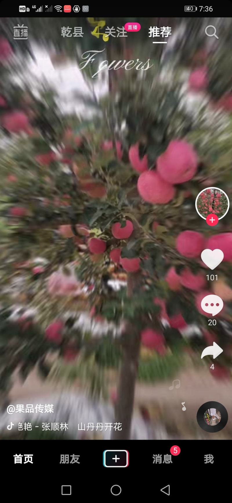 陕西乾县短枝富士，个大，色好，脆，甜，