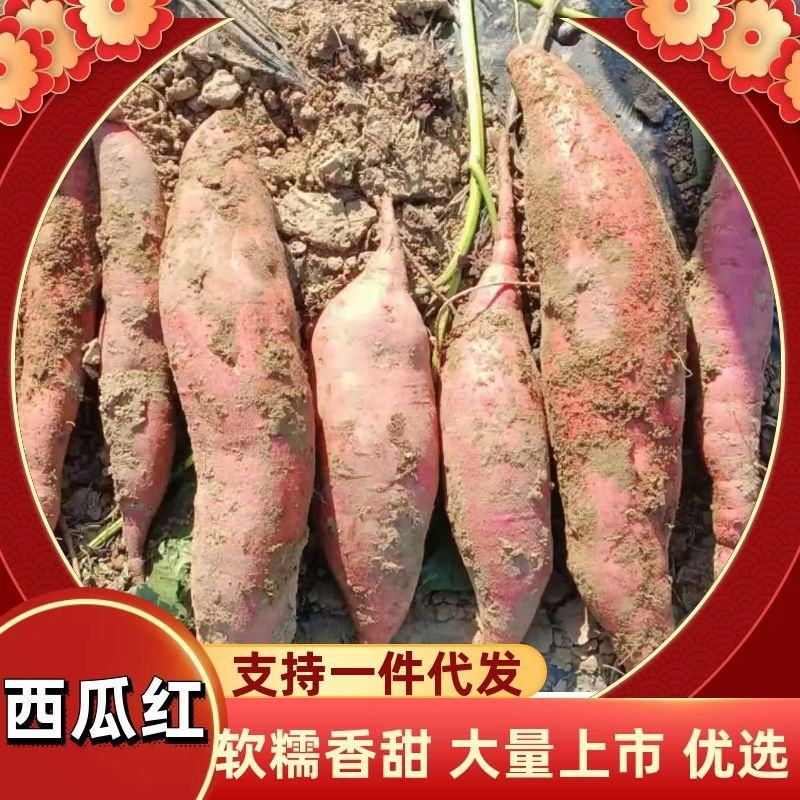 【红薯】河北邢台沙地西瓜红济薯26甜面无丝软糯沙甜条正