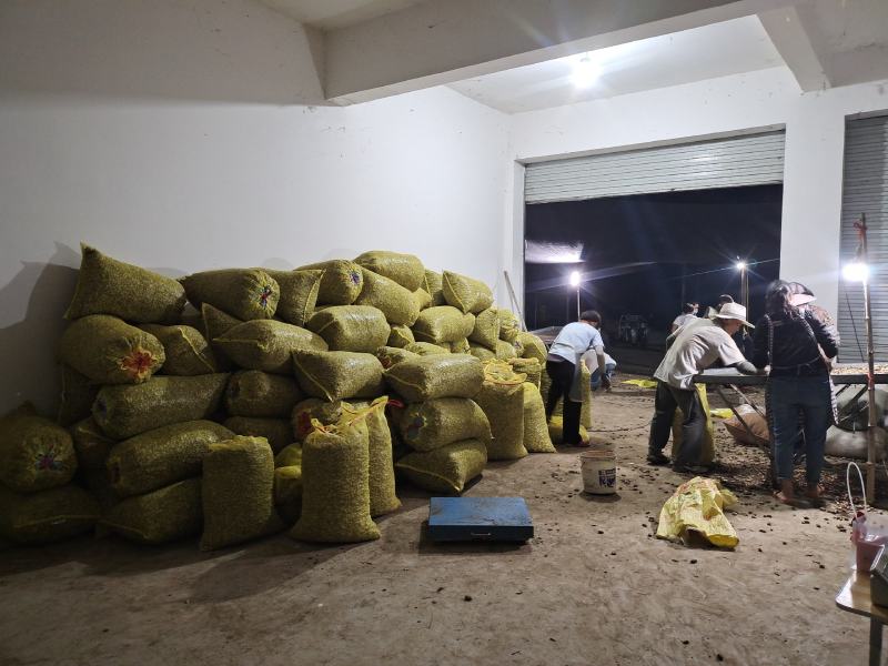 大白沙、小白沙，鲜花生大量上市