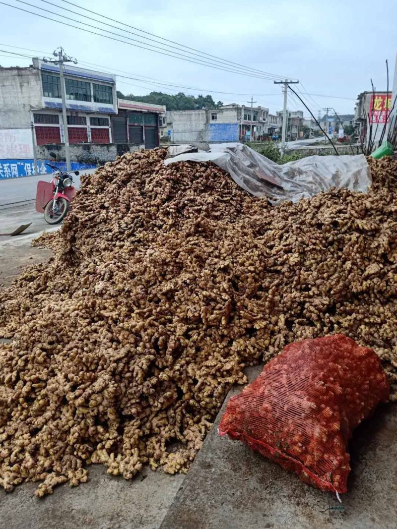 正宗本地二黄姜，以开始上市，有想法的都板安排，量大从优