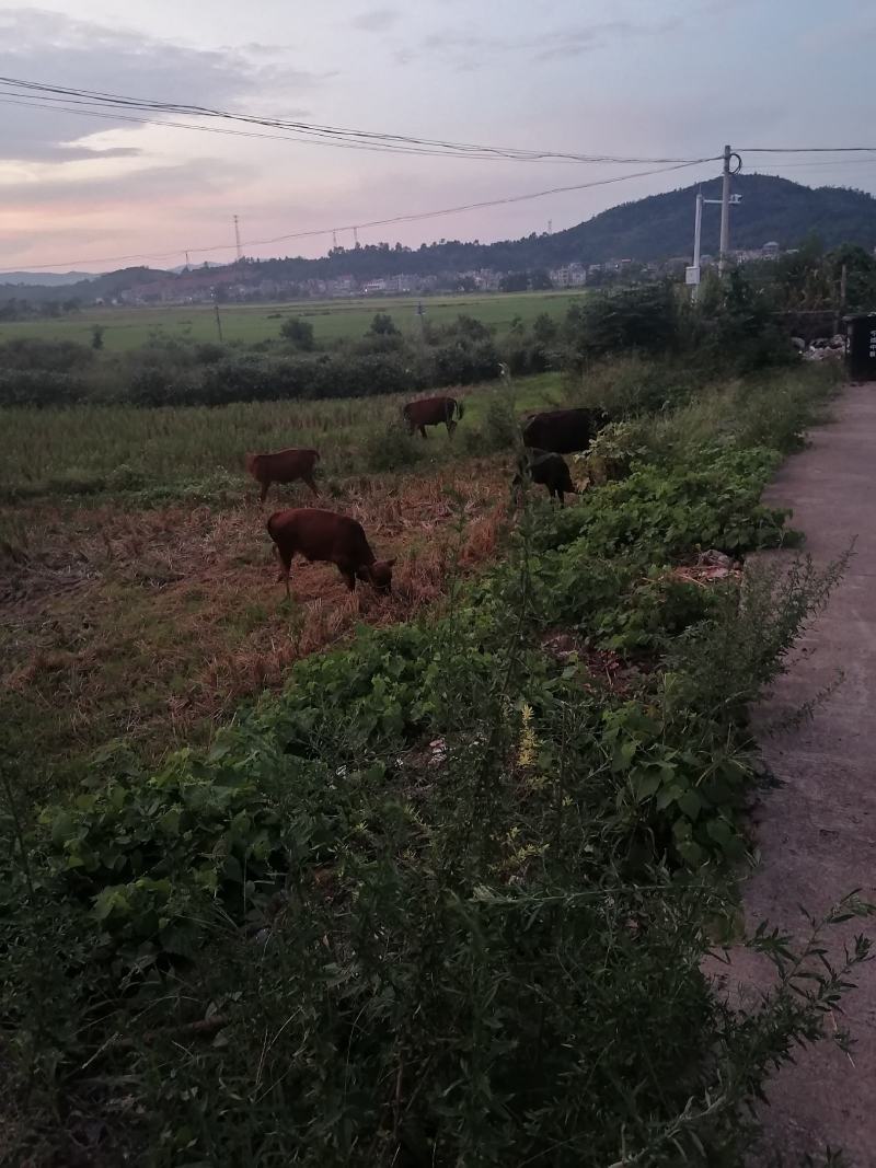 活牛