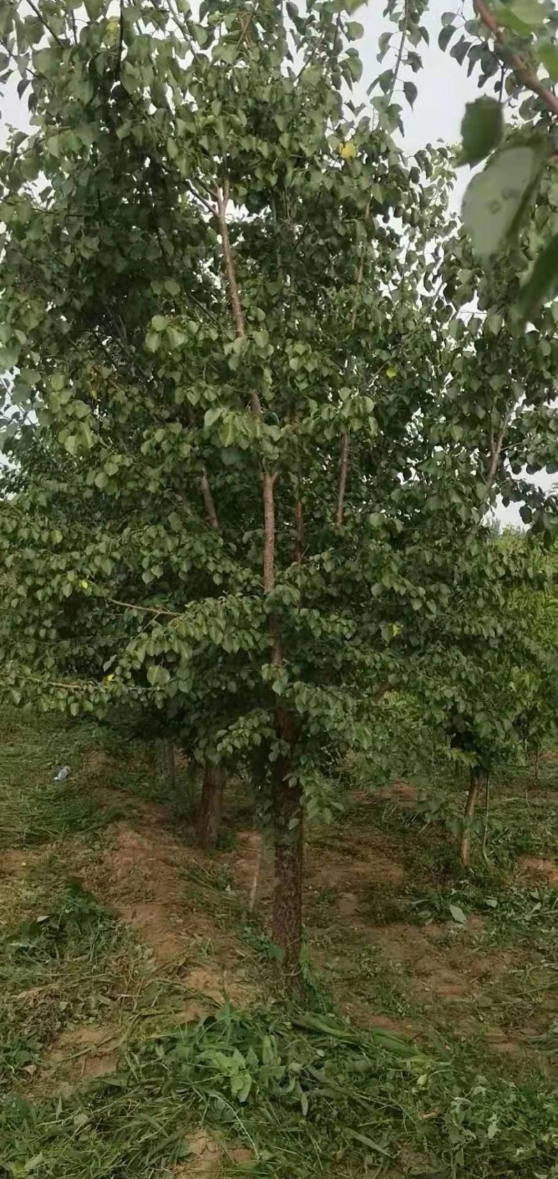 山杏十到十五，家杏十公分，山西运城货源，欢迎定购