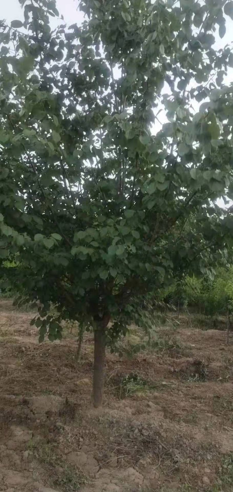 山杏十到十五，家杏十公分，山西运城货源，欢迎定购