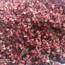 山西运城花椒大红袍花椒量大从优欢迎采购咨询
