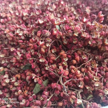 山西运城花椒大红袍花椒量大从优欢迎采购咨询