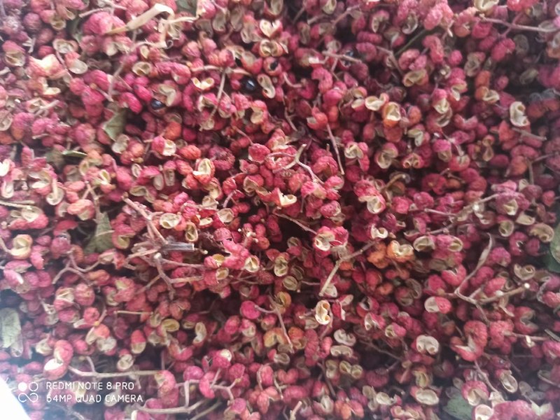 山西运城花椒大红袍花椒量大从优欢迎采购咨询