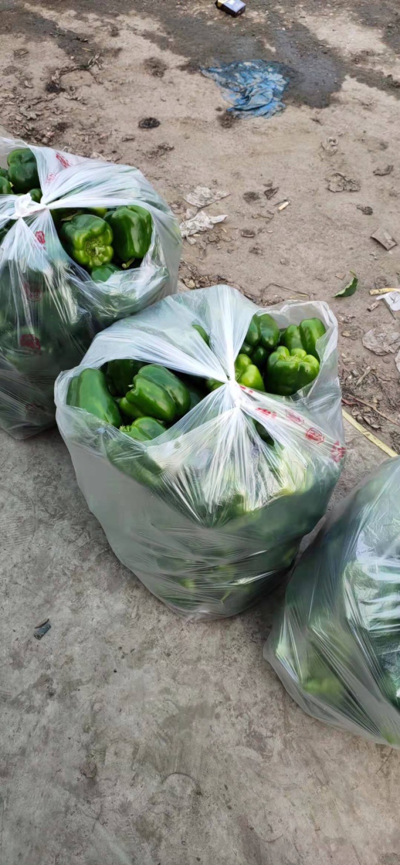 《热销》精品圆椒有名青椒一手货源常年代收