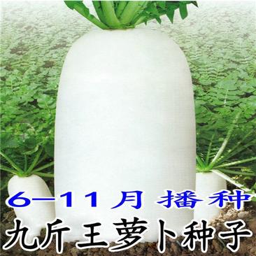 特大九斤王白萝卜种子夏秋季播种不空心四季高产春不老耐高温