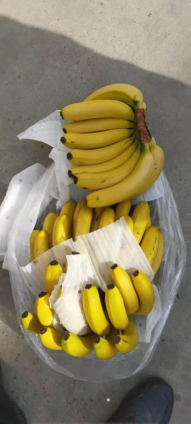 广东香蕉常年有货直供批发商电商超市诚信经营