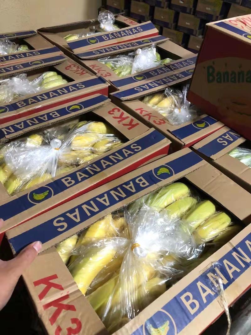 广东香蕉常年有货直供批发商电商超市诚信经营