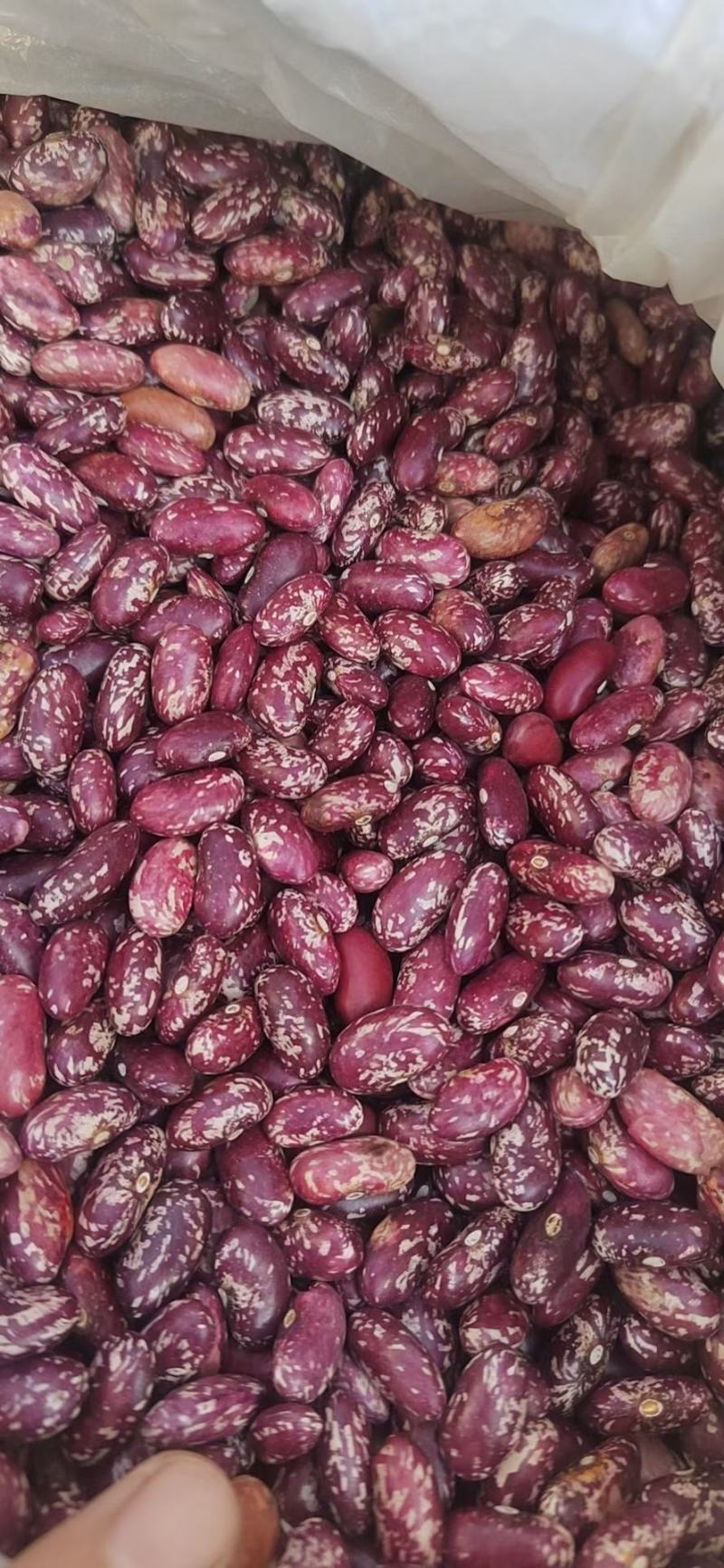 高山红豆米