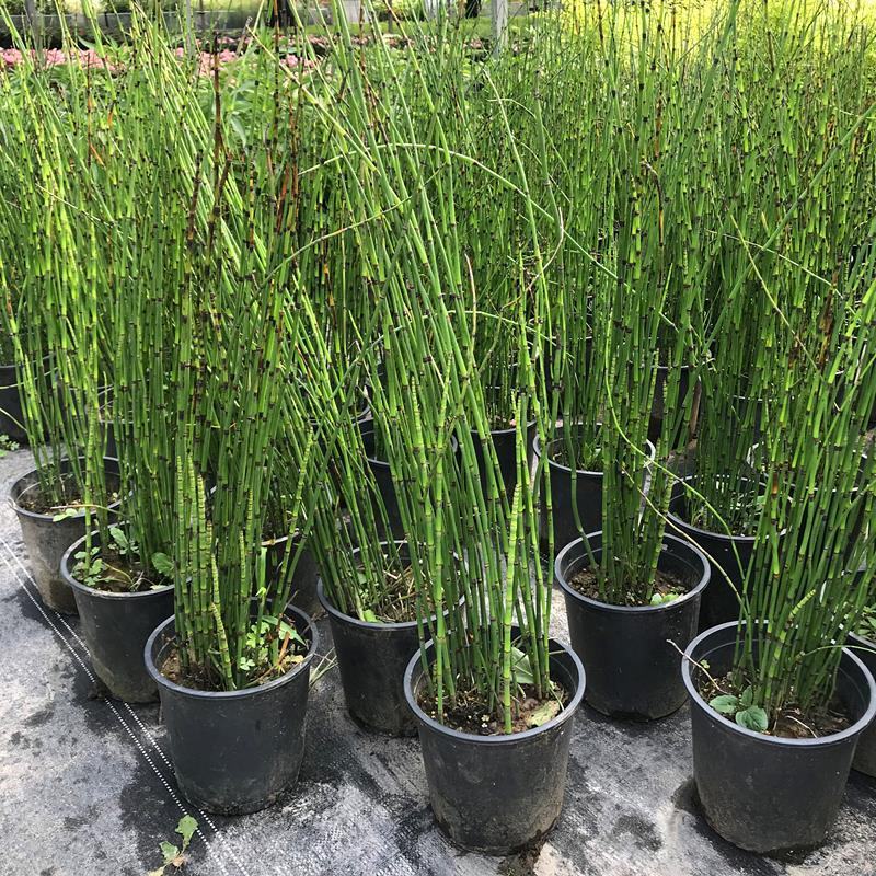 木贼盆栽四季常青耐寒多年生日式水景水生花卉植物笔头草笔管
