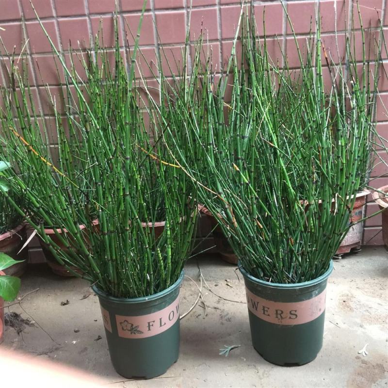 木贼盆栽四季常青耐寒多年生日式水景水生花卉植物笔头草笔管