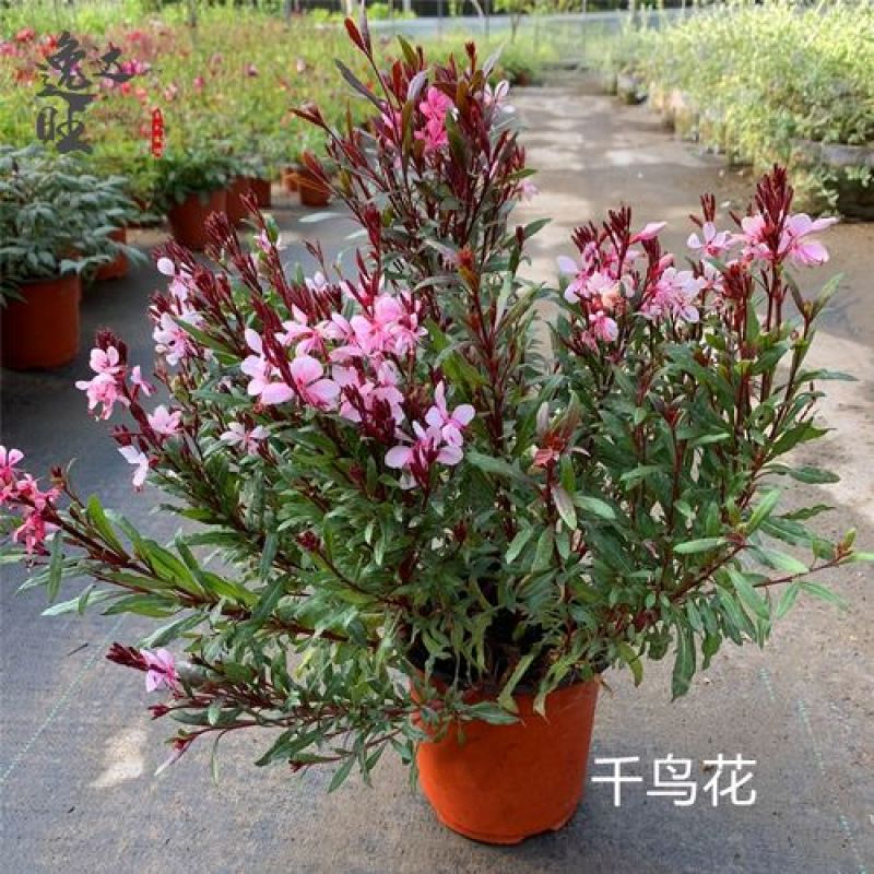 紫叶千鸟花盆栽带花好养花卉花期长易暴盆夏季阳台庭院