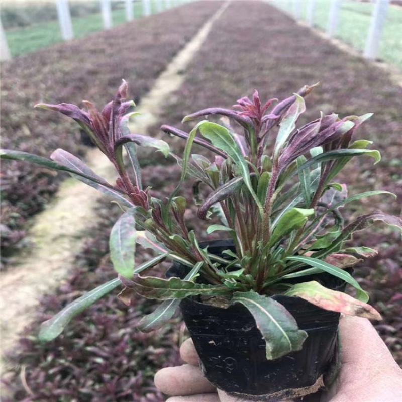 紫叶千鸟花盆栽带花好养花卉花期长易暴盆夏季阳台庭院