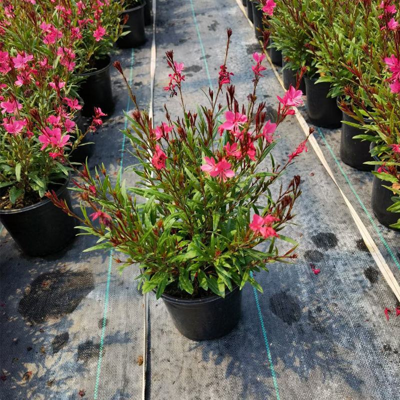 紫叶千鸟花盆栽带花好养花卉花期长易暴盆夏季阳台庭院