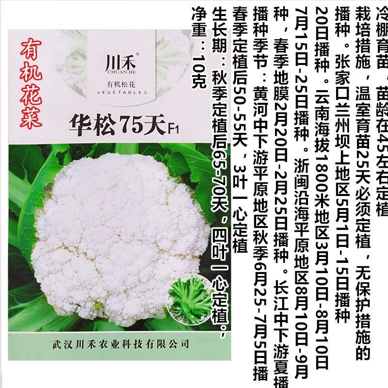 华松松花菜种子75天春秋两用杂交种，有机松花种子