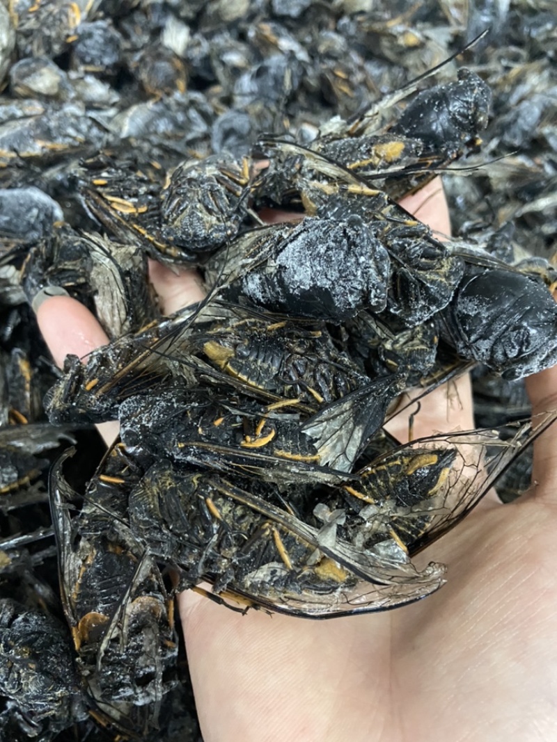 （现货）成蝉，黑蝉，老蝉，黑知了，全国发货！
