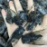 （现货）成蝉，黑蝉，老蝉，黑知了，全国发货！