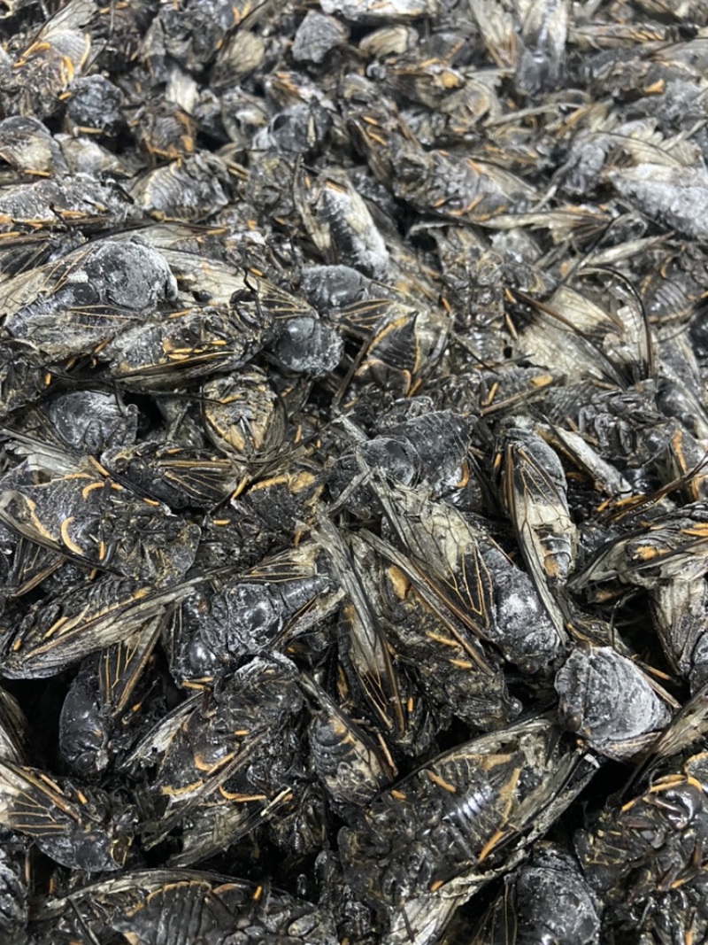 （现货）成蝉，黑蝉，老蝉，黑知了，全国发货！