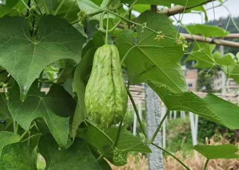 贵州高山岩生态绿色食品佛手瓜。口感好，量大。