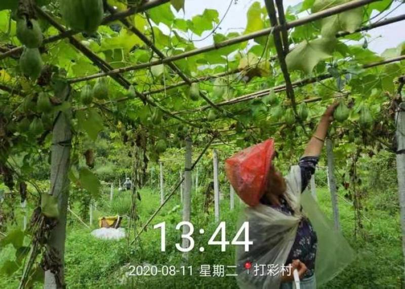 贵州高山岩生态绿色食品佛手瓜。口感好，量大。