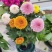 乒乓菊盆栽带花阳台庭院开花植物重瓣球形菊花苗四季好养绿植