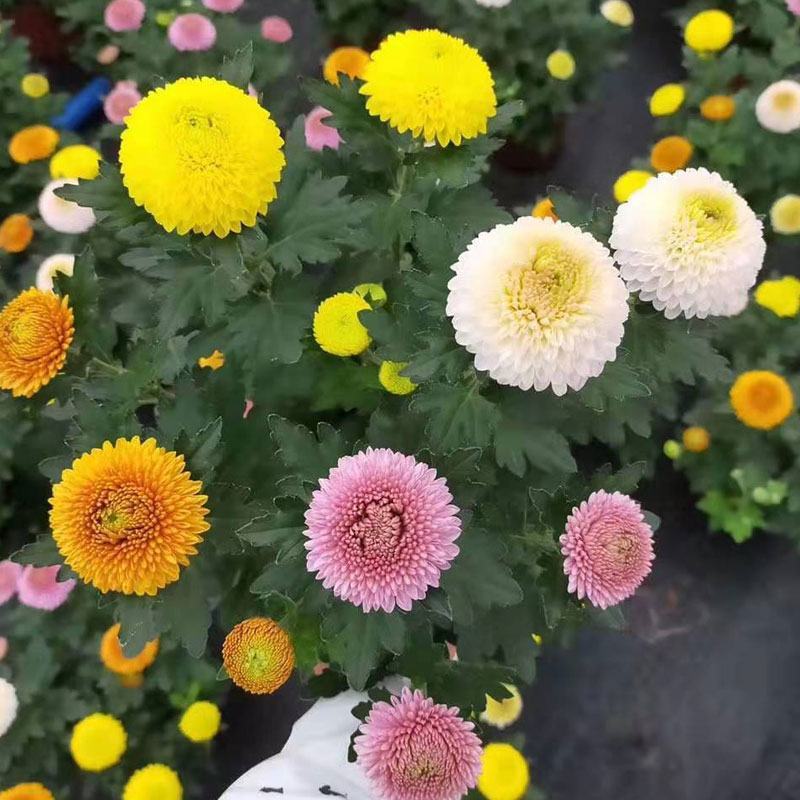 乒乓菊盆栽带花阳台庭院开花植物重瓣球形菊花苗四季好养绿植