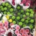 乒乓菊盆栽带花阳台庭院开花植物重瓣球形菊花苗四季好养绿植