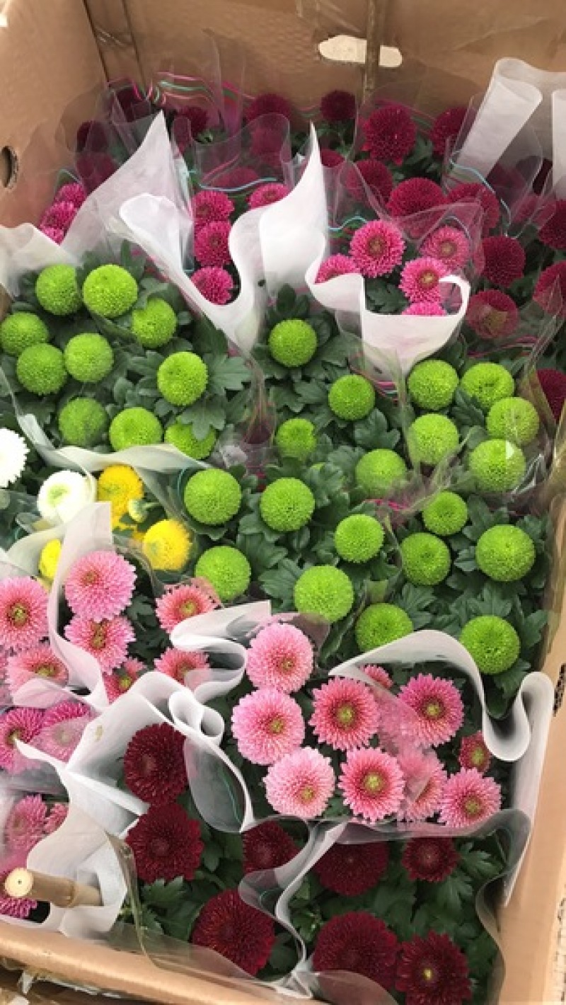 乒乓菊盆栽带花阳台庭院开花植物重瓣球形菊花苗四季好养绿植