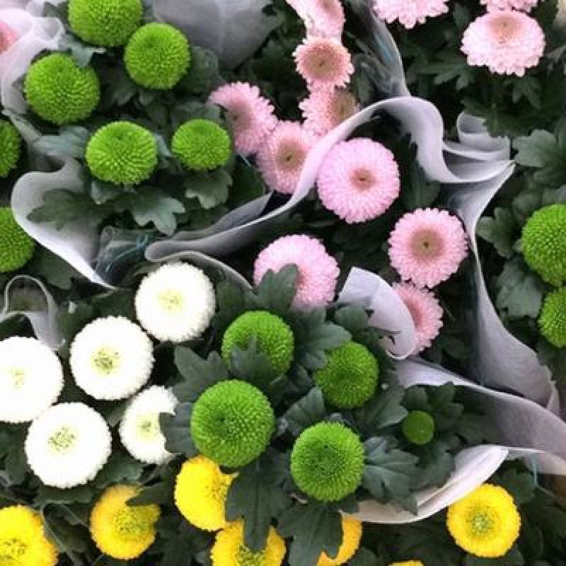 乒乓菊盆栽带花阳台庭院开花植物重瓣球形菊花苗四季好养绿植