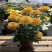 乒乓菊盆栽带花阳台庭院开花植物重瓣球形菊花苗四季好养绿植