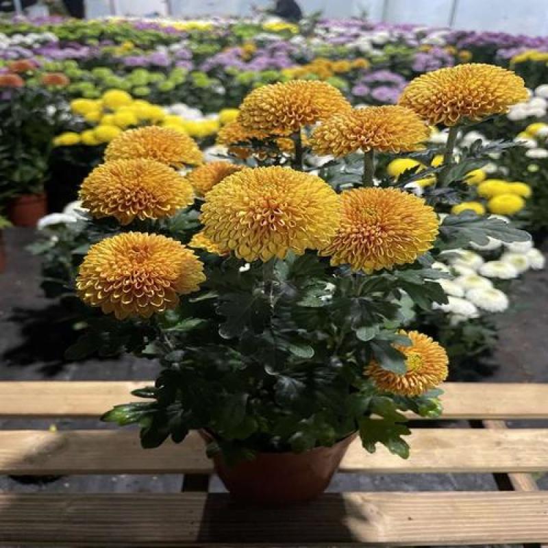 乒乓菊盆栽带花阳台庭院开花植物重瓣球形菊花苗四季好养绿植