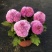 乒乓菊盆栽带花阳台庭院开花植物重瓣球形菊花苗四季好养绿植