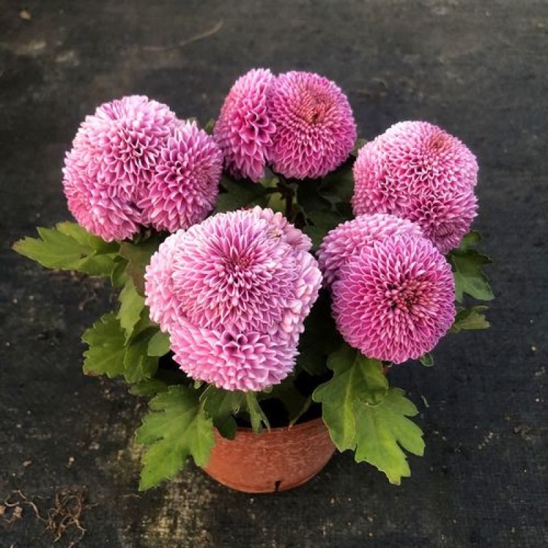 乒乓菊盆栽带花阳台庭院开花植物重瓣球形菊花苗四季好养绿植