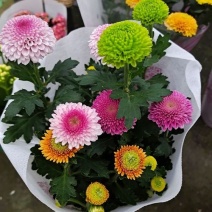 乒乓菊盆栽带花阳台庭院开花植物重瓣球形菊花苗四季好养绿植
