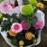 乒乓菊盆栽带花阳台庭院开花植物重瓣球形菊花苗四季好养绿植