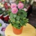 乒乓菊盆栽带花阳台庭院开花植物重瓣球形菊花苗四季好养绿植