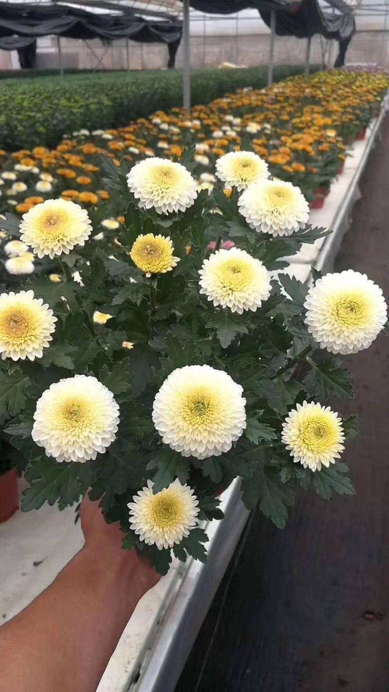 乒乓菊盆栽带花阳台庭院开花植物重瓣球形菊花苗四季好养绿植