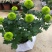 乒乓菊盆栽带花阳台庭院开花植物重瓣球形菊花苗四季好养绿植