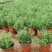 迷迭香驱蚊草盆栽碰碰香清香木一抹香薄荷铜钱草室内好养绿植