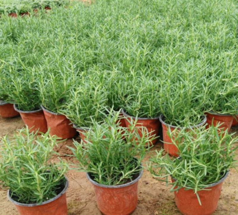 迷迭香驱蚊草盆栽碰碰香清香木一抹香薄荷铜钱草室内好养绿植
