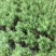 迷迭香驱蚊草盆栽碰碰香清香木一抹香薄荷铜钱草室内好养绿植