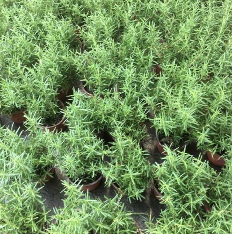 迷迭香驱蚊草盆栽碰碰香清香木一抹香薄荷铜钱草室内好养绿植