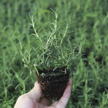 迷迭香驱蚊草盆栽碰碰香清香木一抹香薄荷铜钱草室内好养绿植